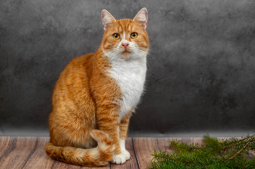 Portrait of Ginger Cat Looking in Camera on dark Background, close-up