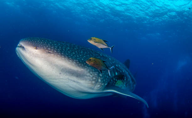 istock Whale Shark (Rhincodon typus) swimming in tropical underwaters 1867027065