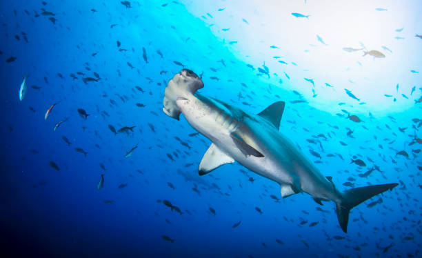 istock Hammerhead shark (Sphyrnidae) swimming in tropical underwaters 1867027070