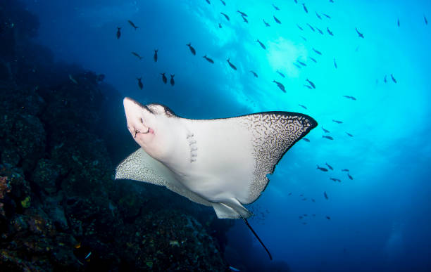 istock Black spotted eagle rays swimming in tropical underwaters 1867027076
