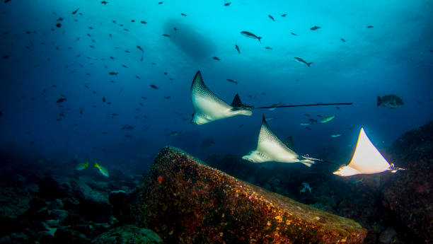 istock Black spotted eagle rays swimming in tropical underwaters 1867027080