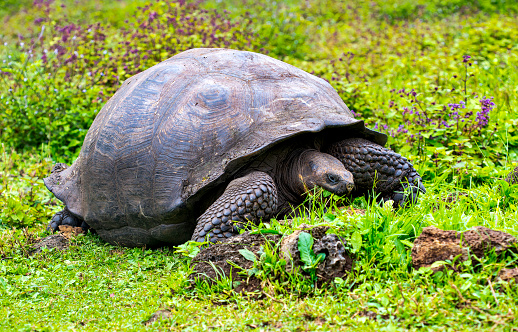 GalÃ¡pagos tortoise (Chelonoidis elephantopus) in tropical Galapagos island. Giant turtle (tortuga) in animal world. Observation of wildlife area. Holiday adventure in Ecuador