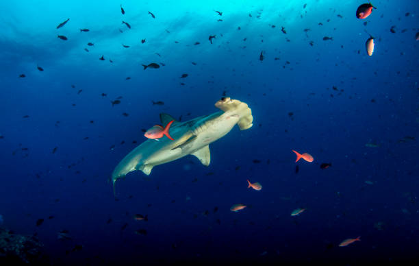 istock Hammerhead shark (Sphyrnidae) swimming in tropical underwaters 1867027604