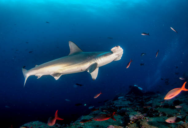 istock Hammerhead shark (Sphyrnidae) swimming in tropical underwaters 1867027608