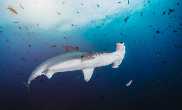 istock Hammerhead shark (Sphyrnidae) swimming in tropical underwaters 1867027609