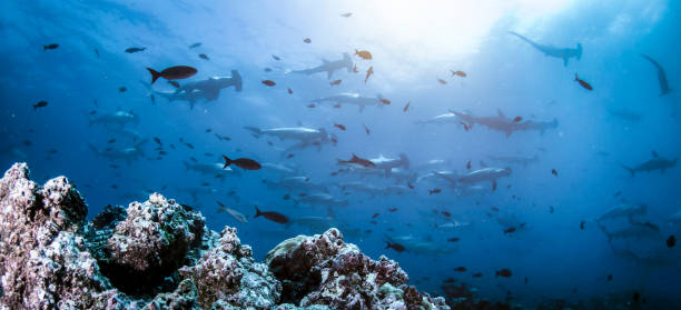 istock Hammerhead shark (Sphyrnidae) swimming in tropical underwaters 1867027611