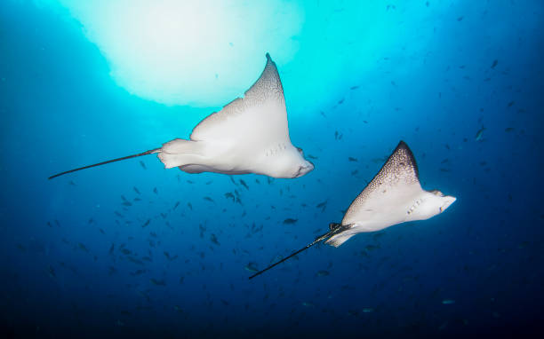 istock Black spotted eagle rays swimming in tropical underwaters 1867027614