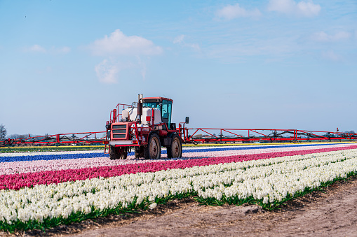 A tractor is seen spraying the vibrant fields of flowers in the Netherlands. This is a common pest management practice in the country's flower cultivation industry.