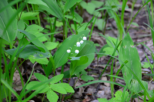 white bells of lily of the valley among green plants in the forest