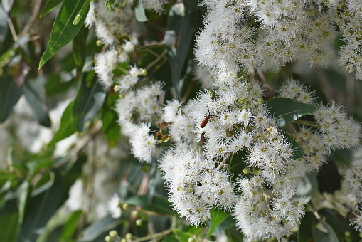 White blossoms of the Australian native Broad Leaved Apple gum tree, Angophora subvelutina, family Myrtaceae. Large tree endemic to eastern Australia. Beetle is a Long-nosed Lycid, Porrostoma rhipidium, feeding on nectar. Long nose lycid beetle is endemic to Eastern Australia and feeds on nectar. Its bright colors indicate it is toxic to predators.