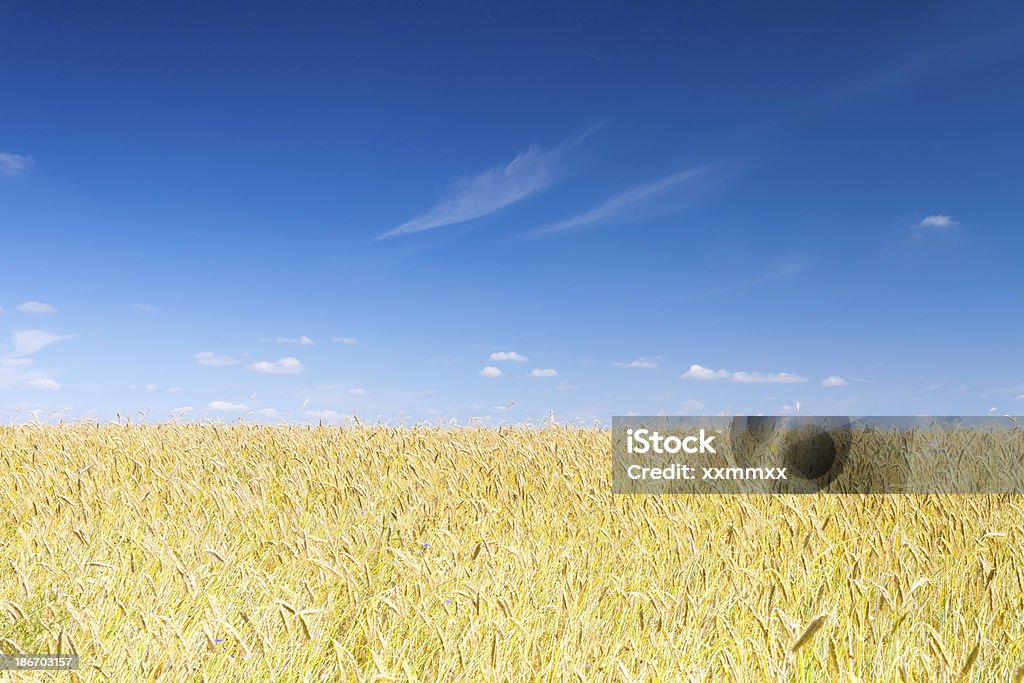 Campo de trigo - Foto de stock de Agricultura royalty-free