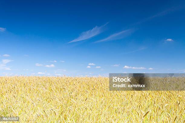 Foto de Campo De Trigo e mais fotos de stock de Agricultura - Agricultura, Ajardinado, Amarelo