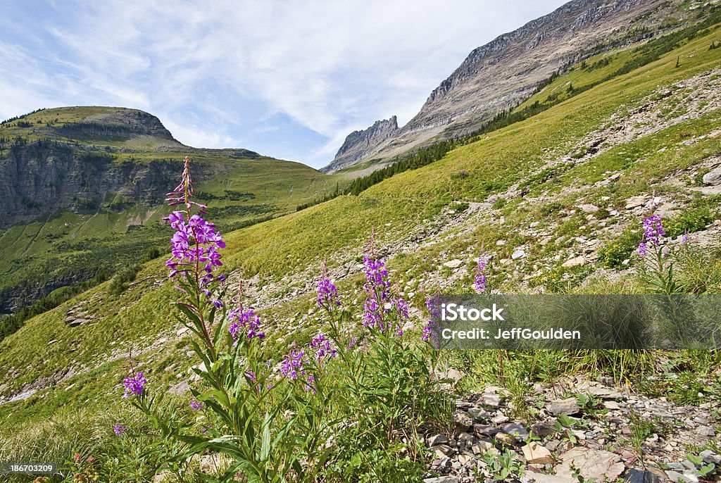 Meadow de Chamaenerion Angustifolium abaixo o fosso Continental - Foto de stock de América do Norte royalty-free