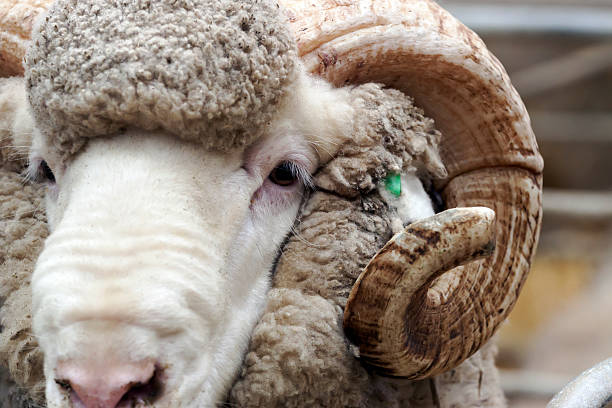 istock Closeup front view of ram head and horn 186703213