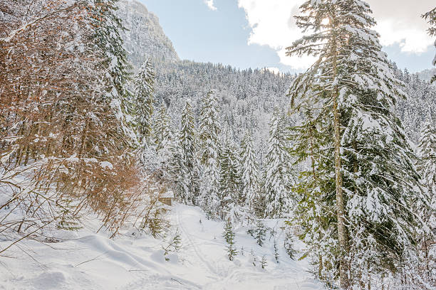 istock Winter Landscape with Snow and Trees 186703260
