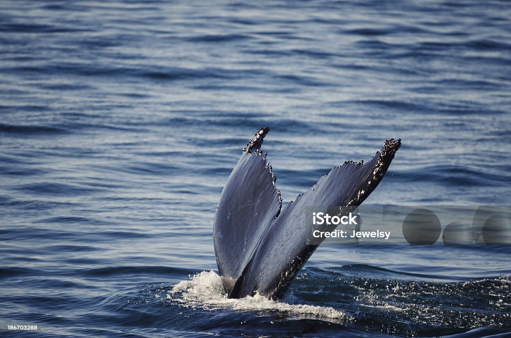 Coda di balena - Foto stock royalty-free di Acqua