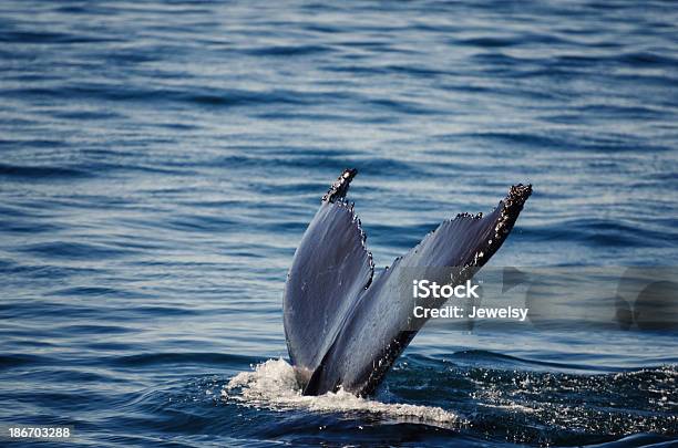 Китовый Хвост — стоковые фотографии и другие картинки North Atlantic Ocean - North Atlantic Ocean, Август, Атлантический океан