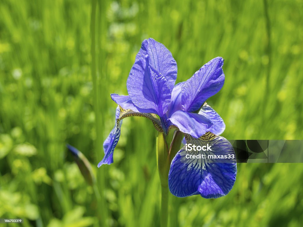 Primer plano de la flor de lirio - Foto de stock de Aire libre libre de derechos