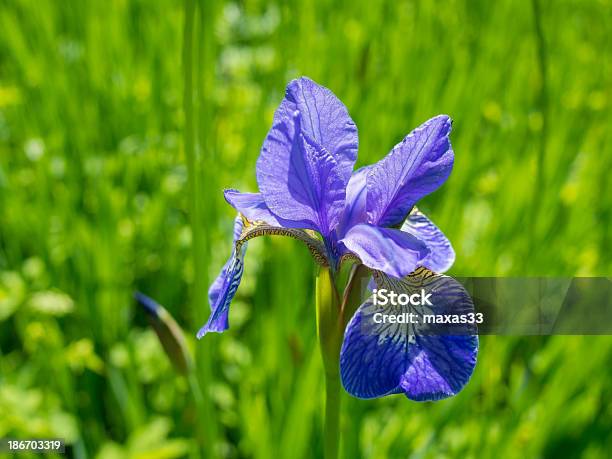 Closeup Di Fiore Di Iris - Fotografie stock e altre immagini di Ambientazione esterna - Ambientazione esterna, Bellezza naturale, Blu