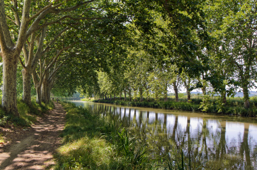 A cyclist traveling on the towpath underneath the plane trees that lie along the Canal Du Midi In France