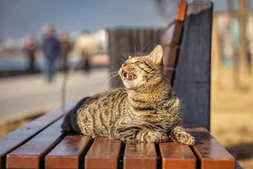 Stray tabby cat is lying on public park bench.