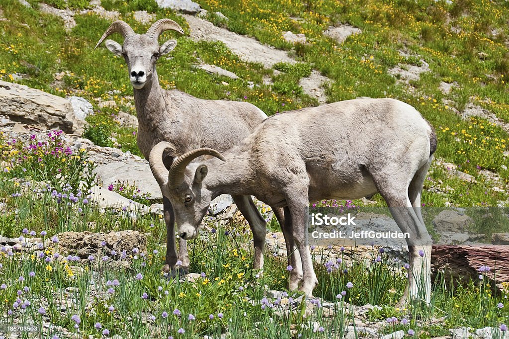 Par de jovem Bighorn Rams - Foto de stock de Alimentar royalty-free