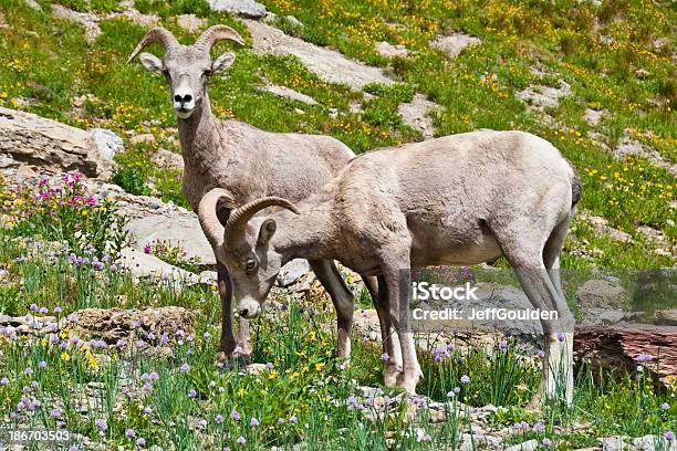 Foto de Par De Jovem Bighorn Rams e mais fotos de stock de Alimentar - Alimentar, América do Norte, Animais Machos