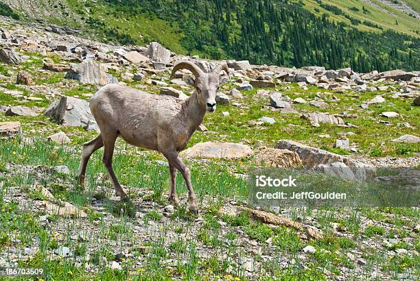 Foto de Jovem Bighorn Ram Olhando Para A Câmera e mais fotos de stock de América do Norte - América do Norte, Animais Machos, Animal