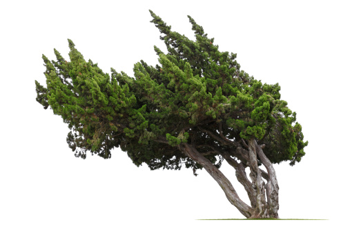 A windswept juniper.