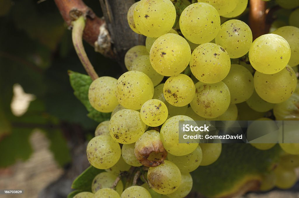 Primer plano de vino Chardonnay orgánicos uvas en la vid - Foto de stock de Agricultura libre de derechos