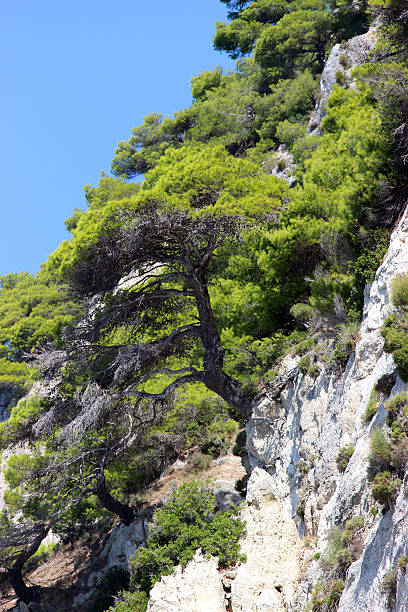 bonsai em um penhasco imagem (vertical) - pygmean - fotografias e filmes do acervo