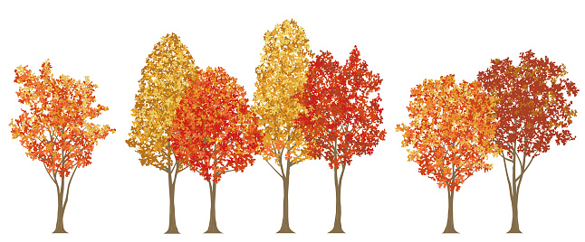 Roadside Trees In Autumn Colors Vector Illustration Isolated On A White Background.