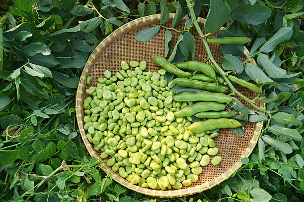 broad bohnen - fava bean stock-fotos und bilder