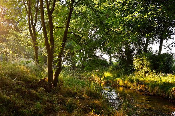 istock Morning sun penetrating green mixed forest 186704451