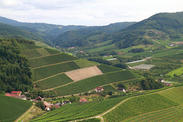 istock landscape with vineyard Durbach Black Forest 186704692