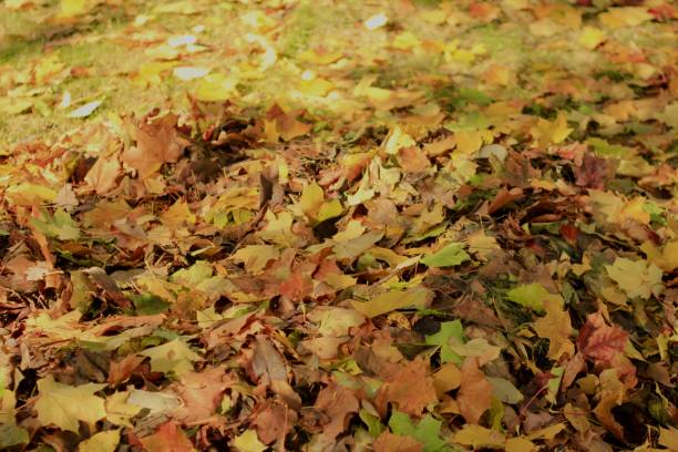 istock A mountain of leaves 1867048986