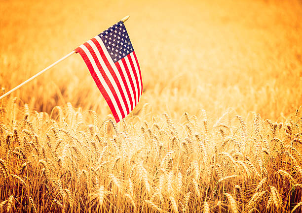 bandeira dos estados unidos da américa no campo de trigo - homegrown produce wheat organic crop imagens e fotografias de stock