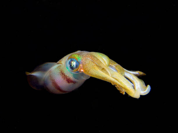 istock Stunning squid in black water 1867051652