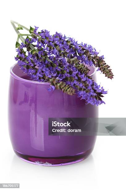 Sage - Fotografias de stock e mais imagens de Roxo - Roxo, Vela - Equipamento de Iluminação, Botânica - Ciência de plantas