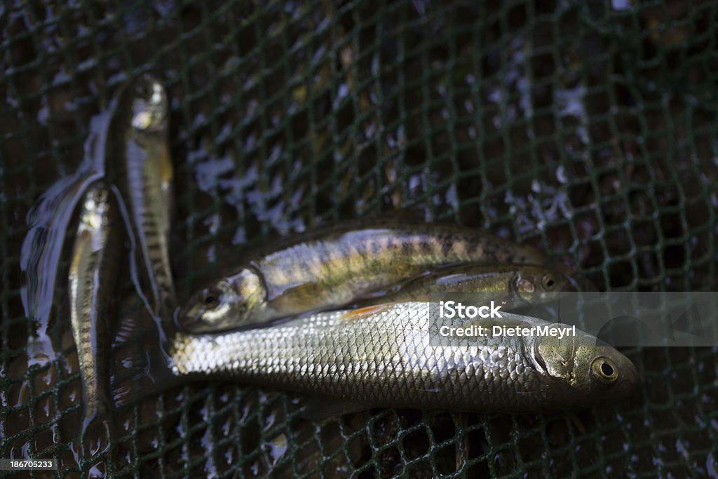 electrofishing - Foto de stock de Accidentes y desastres libre de derechos