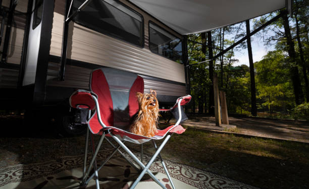 Obedient Yorkie waiting under an RV awning
