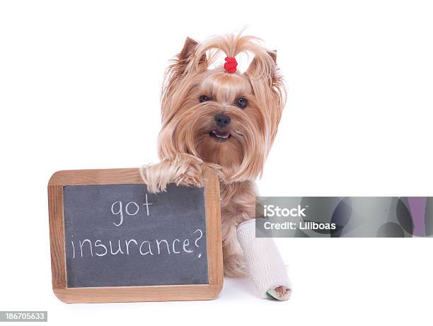 ヨークシャーテリアホールドサインペット保険のお知らせ - 愛玩犬のストックフォトや画像を多数ご用意 - 愛玩犬, 犬, 脚の骨折