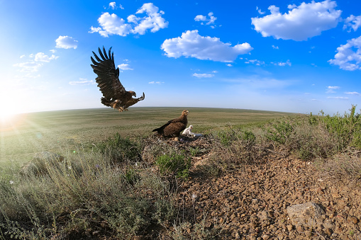 Pair of Steppe Eagles (Aquila nipalensis) taking care about two chicks on the nest in desert area, Southern Kazakhstan