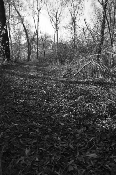istock Black and white landscape. Wild forest with mystical lawns and trails. 1867065465