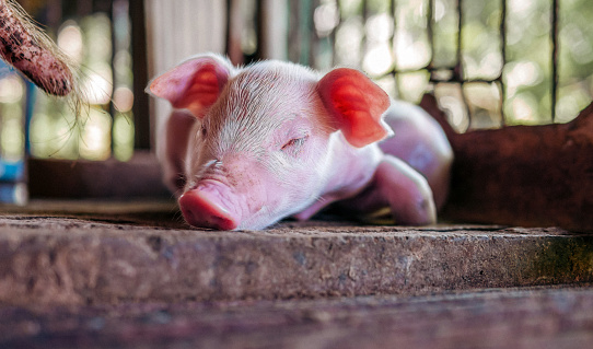 A week-old piglet cute newborn close your eyes and sleeping on the pig farm with other piglets, Close-up