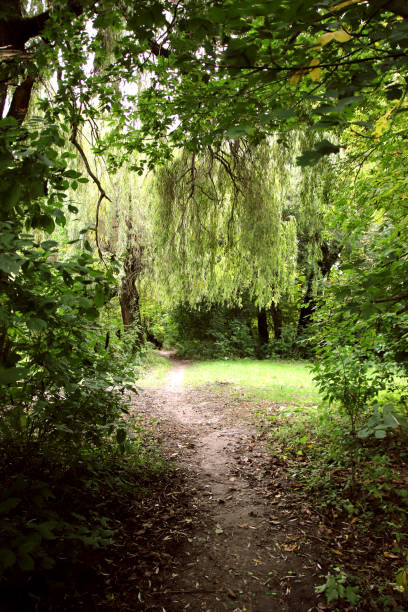 istock A colorful summer landscape. A walk in the wild forest. 1867067140