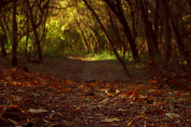 istock Landscape of wildlife with a path covered with fallen leaves 1867069853