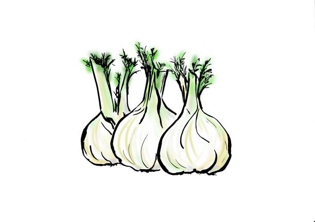 illustrations, cliparts, dessins animés et icônes de illustration de fenouil - fennel ingredient vegetable isolated on white