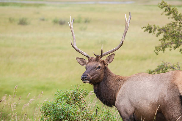 istock Male Elk with antlers 186707747