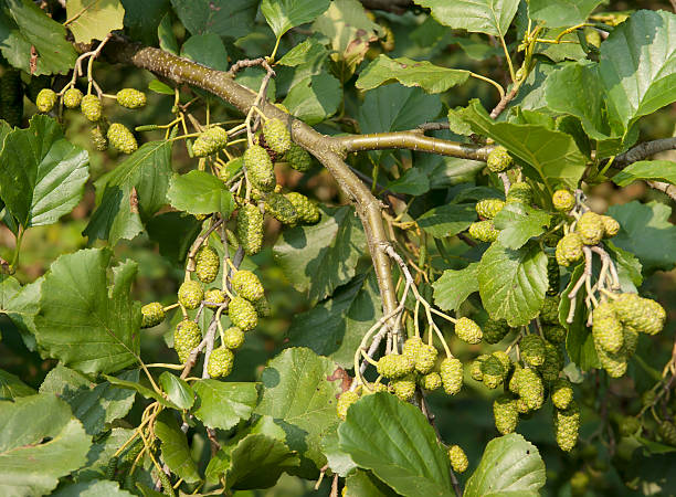 공통접지 alder (a. glutinosa) catkins - aments 뉴스 사진 이미지